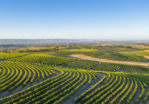 Overlooking the vineyards at McLaren Vale on a sunny morning